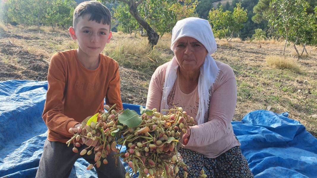 1000 km öteden Gaziantep'e fıstık satıyorlar: Bu yıl 270 ton hasat edildi 8